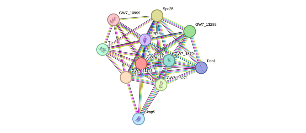 STRING protein interaction network