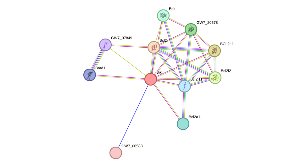 STRING protein interaction network