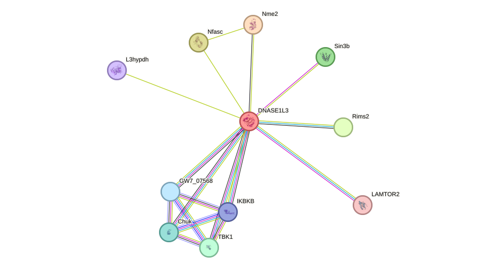 STRING protein interaction network