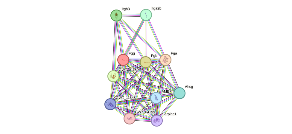 STRING protein interaction network