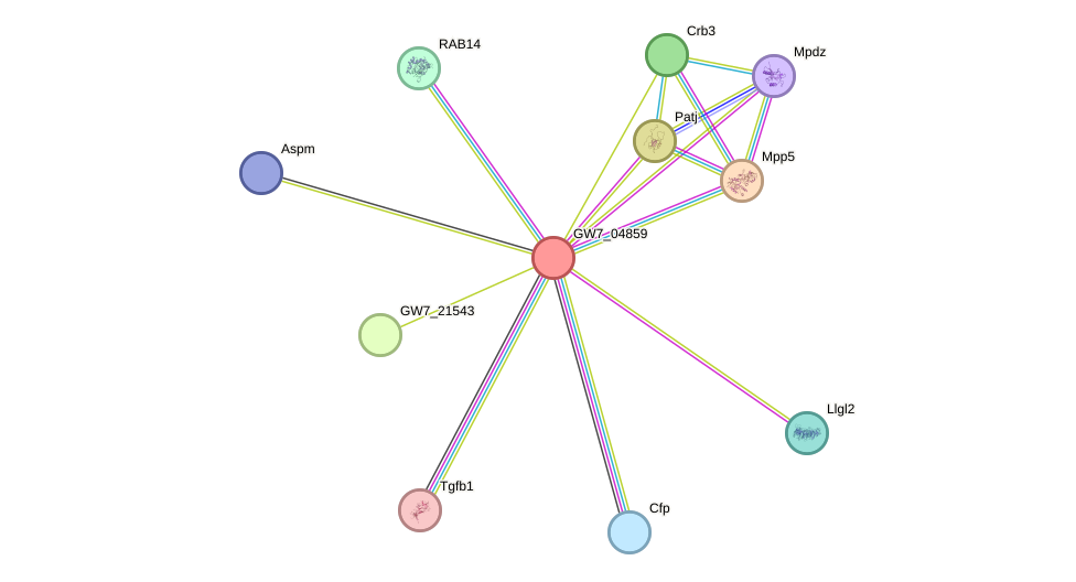 STRING protein interaction network