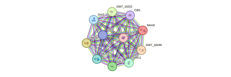 STRING protein interaction network