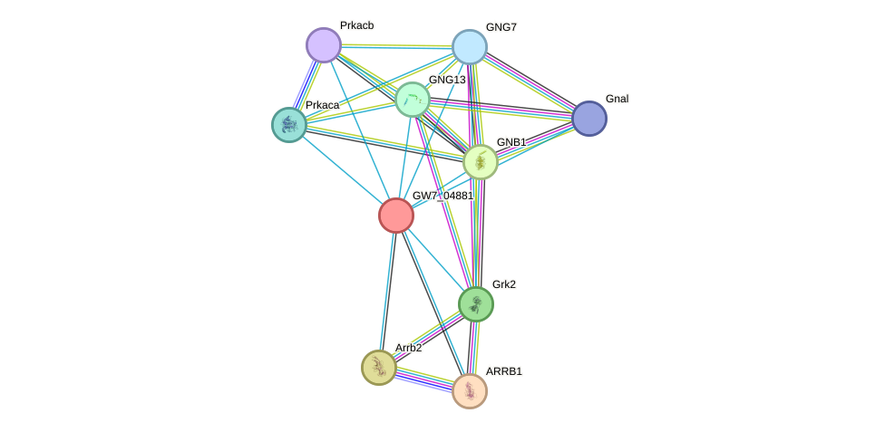 STRING protein interaction network