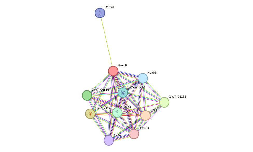 STRING protein interaction network