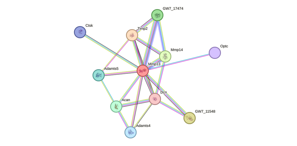 STRING protein interaction network