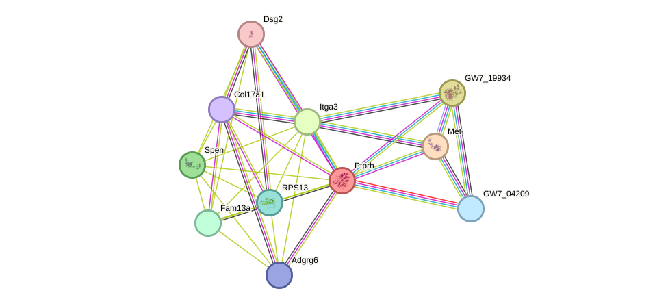 STRING protein interaction network