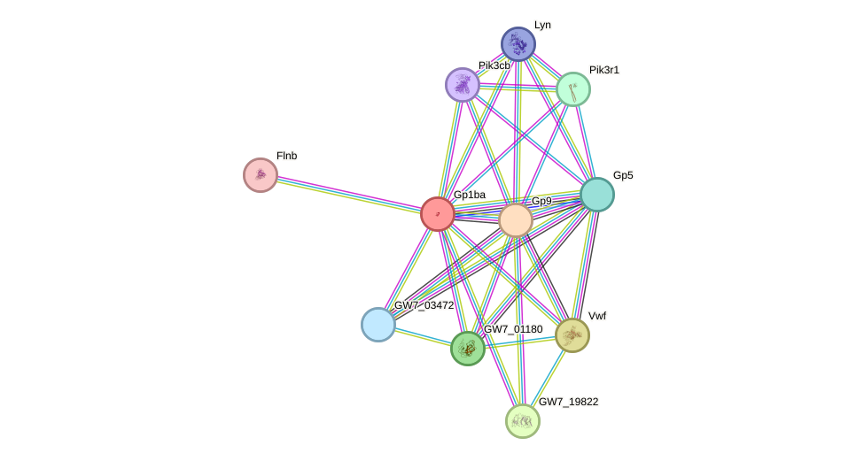 STRING protein interaction network