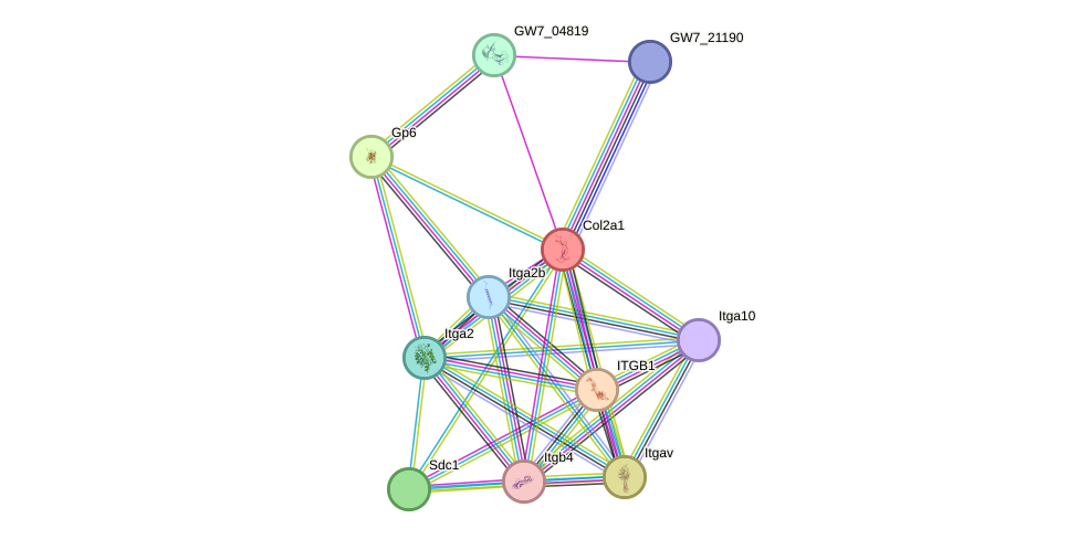 STRING protein interaction network