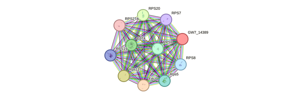 STRING protein interaction network