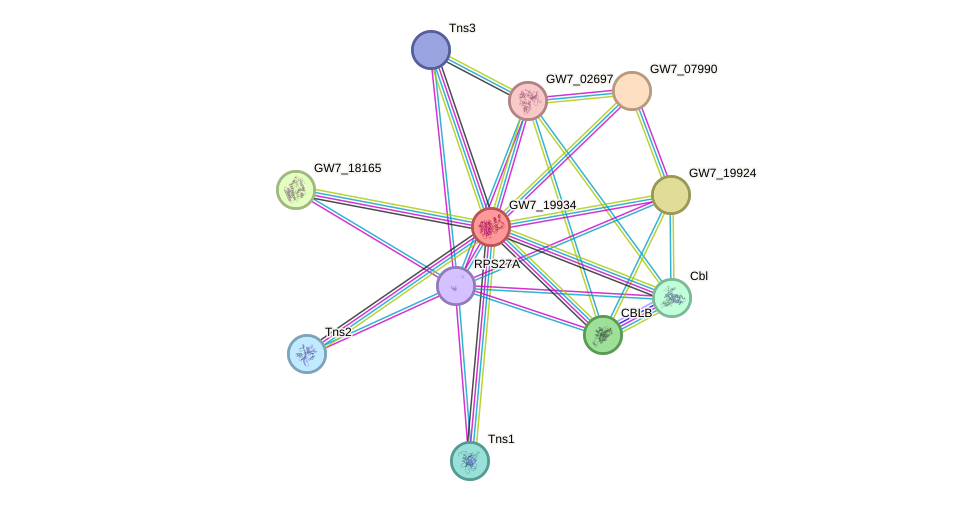 STRING protein interaction network