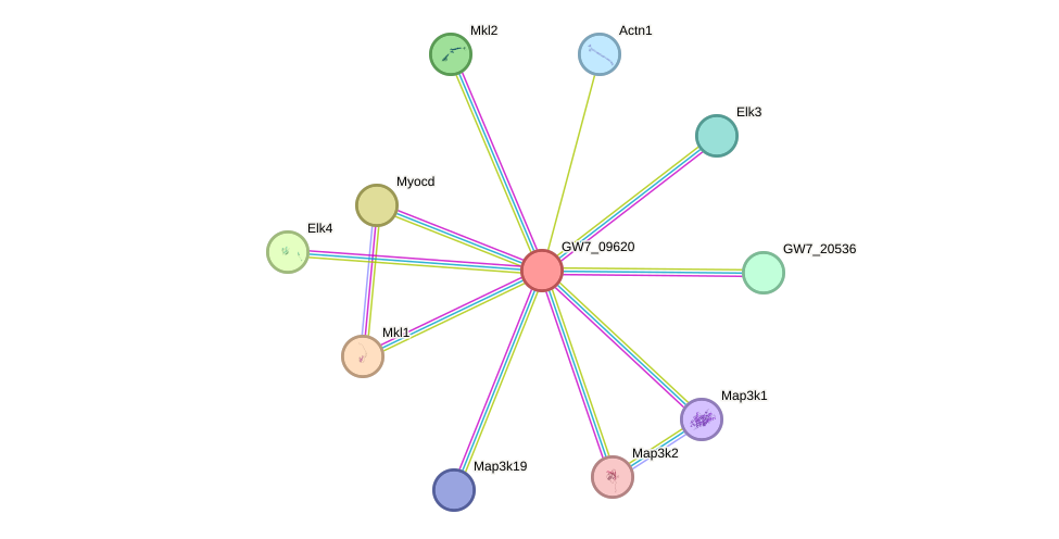 STRING protein interaction network