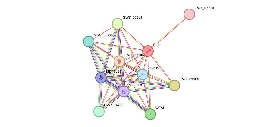 STRING protein interaction network