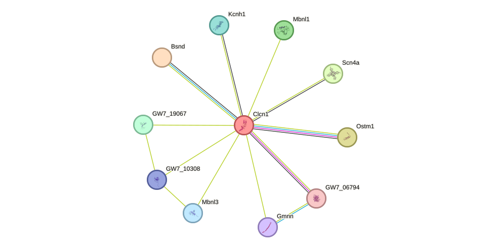 STRING protein interaction network