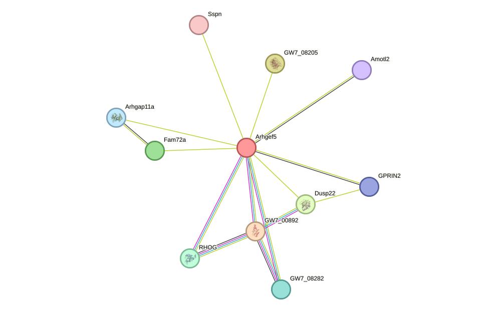 STRING protein interaction network