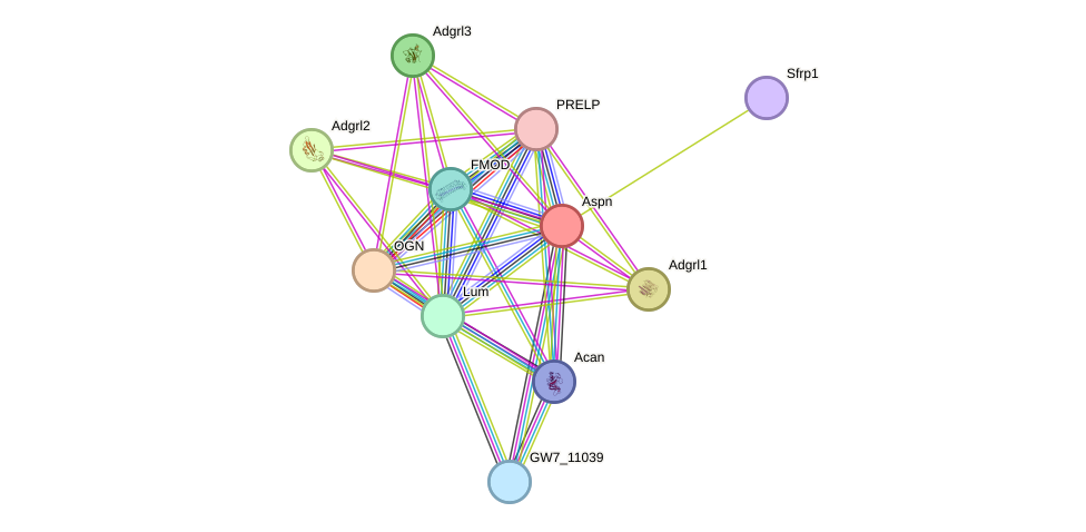 STRING protein interaction network