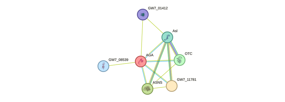 STRING protein interaction network