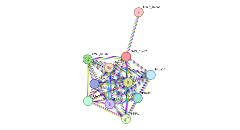 STRING protein interaction network