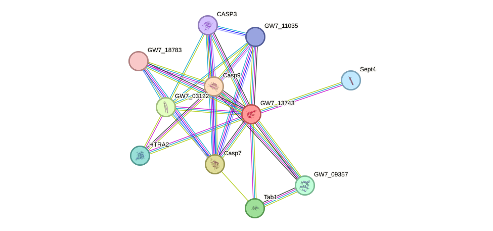 STRING protein interaction network