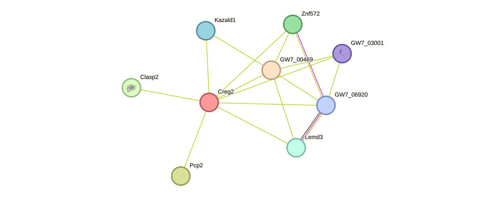 STRING protein interaction network