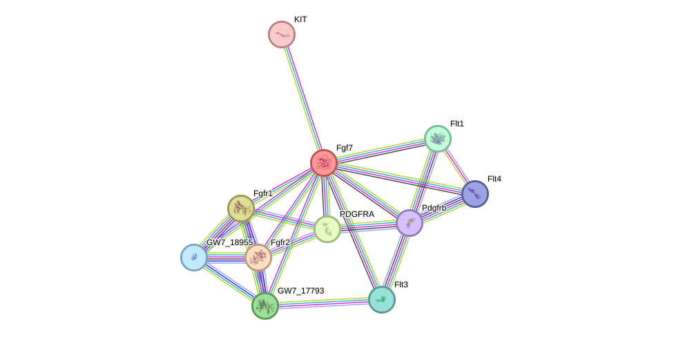 STRING protein interaction network