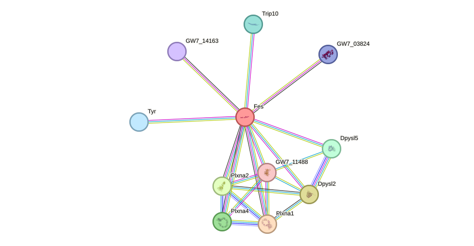 STRING protein interaction network