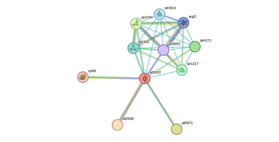 STRING protein interaction network