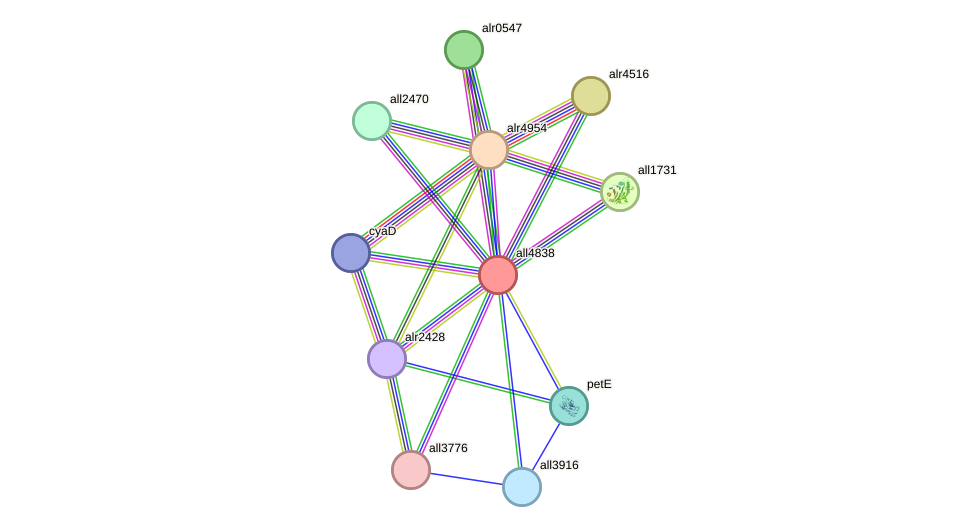 STRING protein interaction network