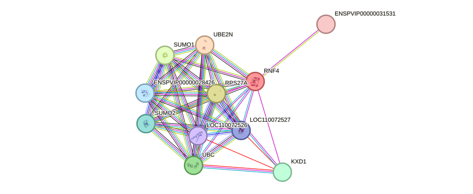 STRING protein interaction network