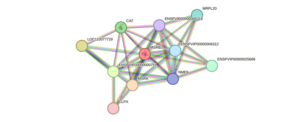 STRING protein interaction network
