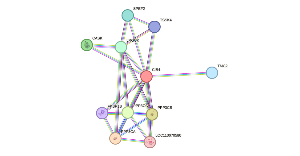 STRING protein interaction network