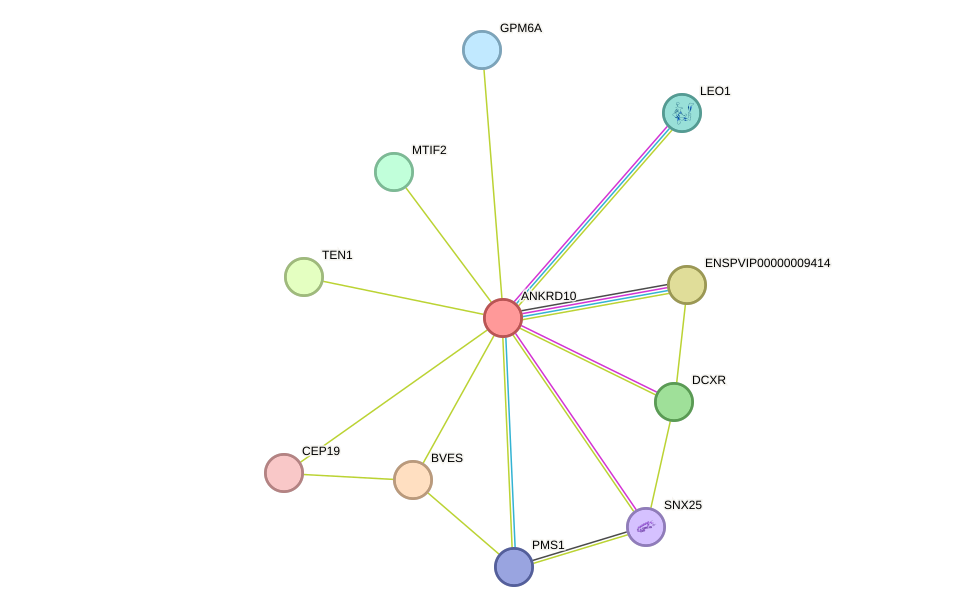 STRING protein interaction network