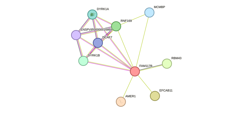 STRING protein interaction network