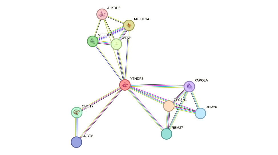 STRING protein interaction network