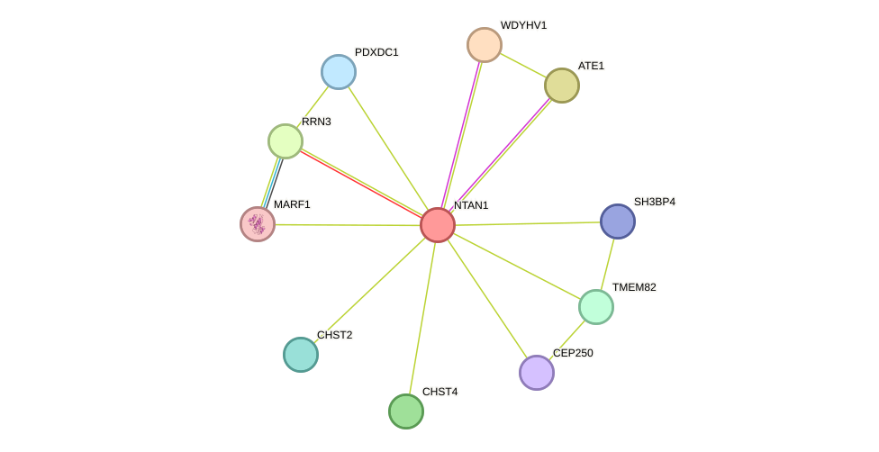 STRING protein interaction network