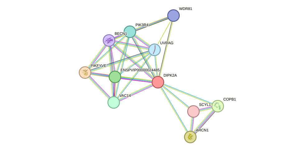 STRING protein interaction network