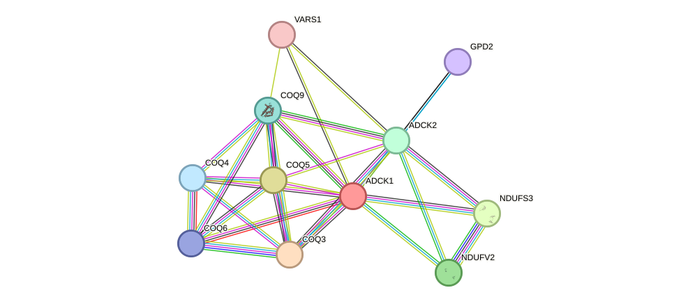 STRING protein interaction network