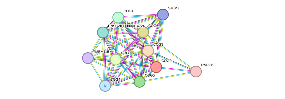 STRING protein interaction network