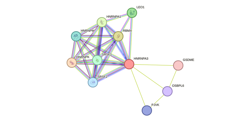 STRING protein interaction network