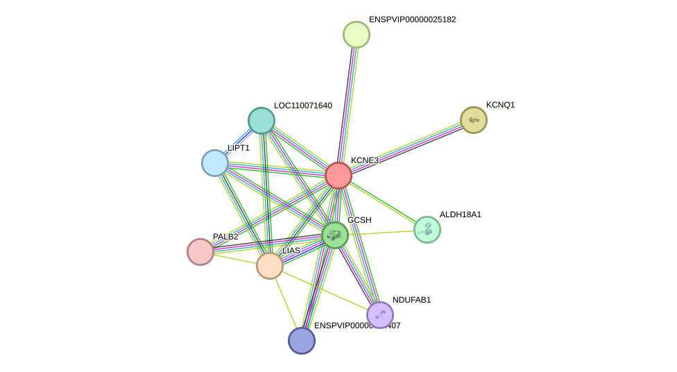STRING protein interaction network