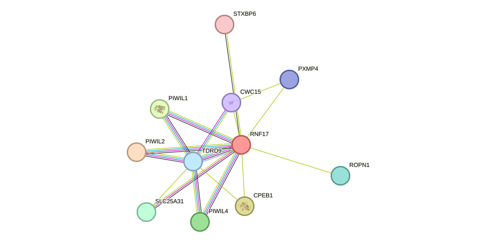 STRING protein interaction network