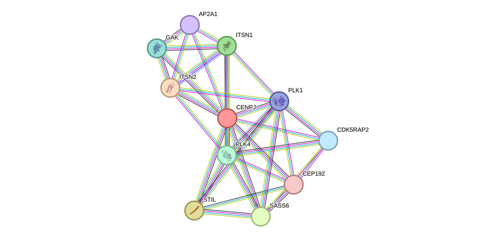 STRING protein interaction network