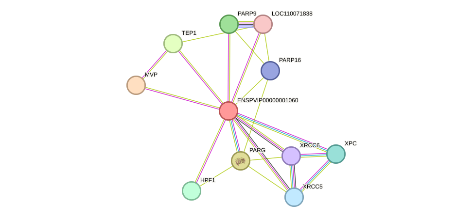 STRING protein interaction network