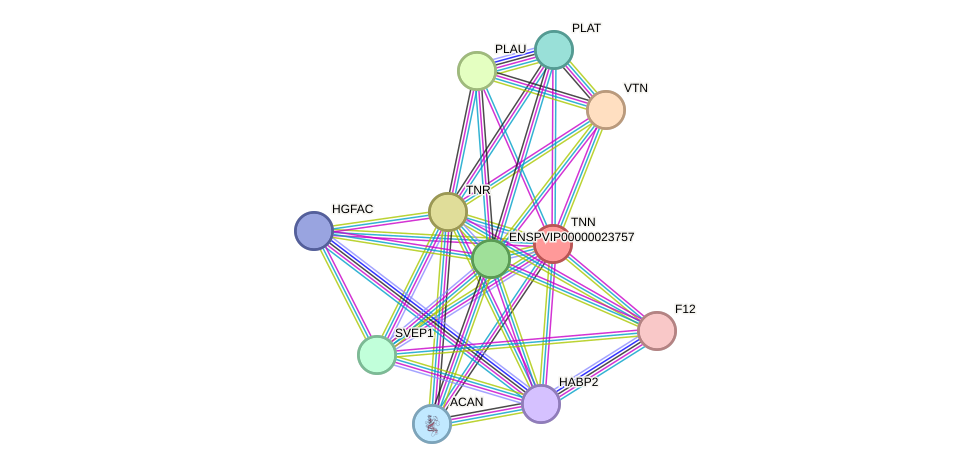 STRING protein interaction network