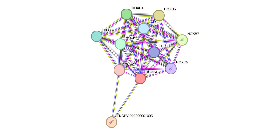 STRING protein interaction network