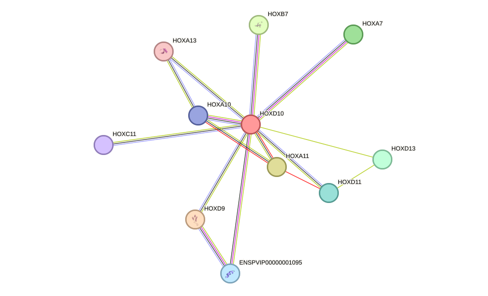 STRING protein interaction network
