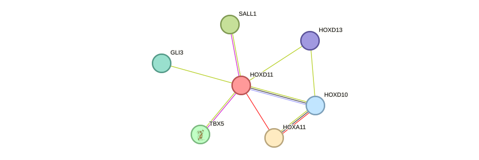 STRING protein interaction network