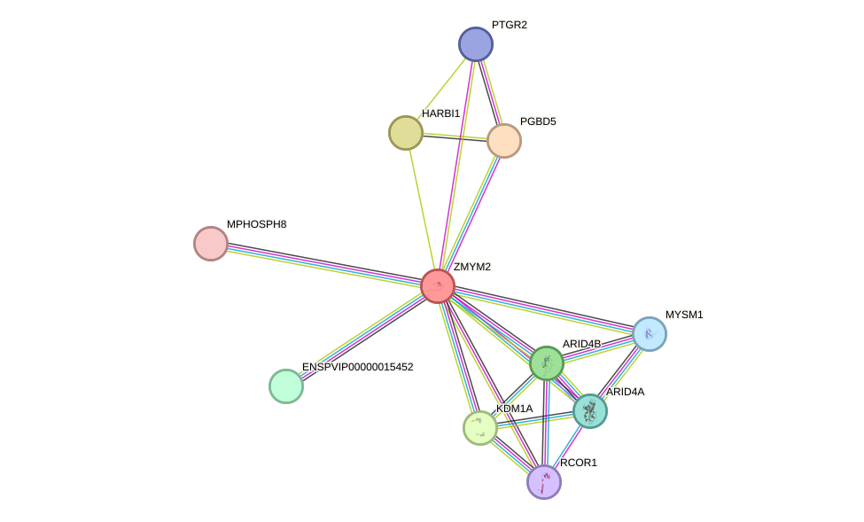STRING protein interaction network