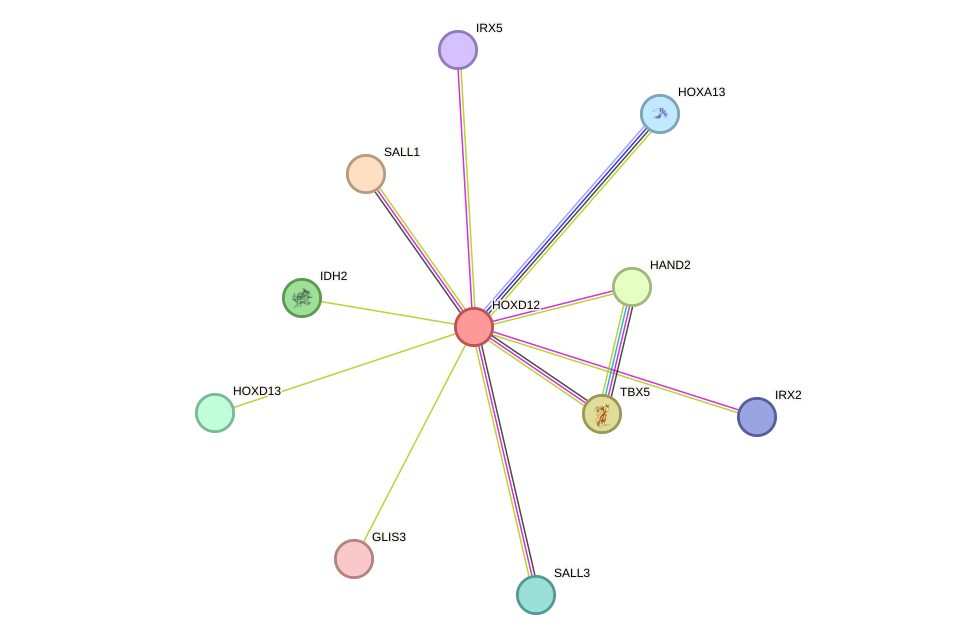 STRING protein interaction network