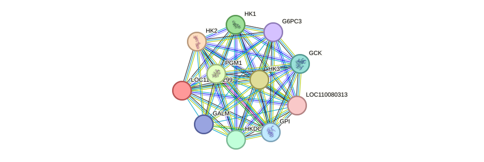 STRING protein interaction network