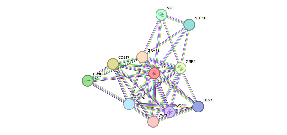 STRING protein interaction network
